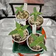 Sour Lime Haze - Dirty Bird Genetics