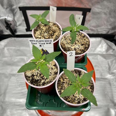 Sour Lime Haze - Dirty Bird Genetics