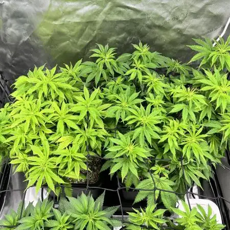 Salty Pickle F1 - Romulan Genetics