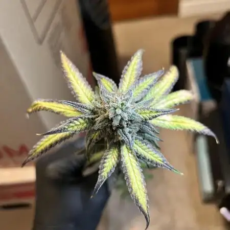 Salty Pickle F1 - Romulan Genetics