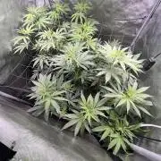 Sour Lime Haze - Dirty Bird Genetics