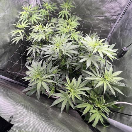 Sour Lime Haze - Dirty Bird Genetics