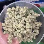 91 Octane - Exotic Genetix