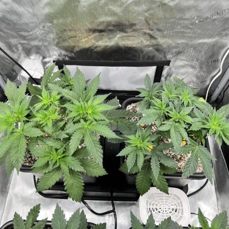 Salty Pickle F1 - Romulan Genetics