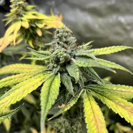 Salty Pickle F1 - Romulan Genetics