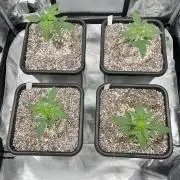 Sour Lime Haze - Dirty Bird Genetics