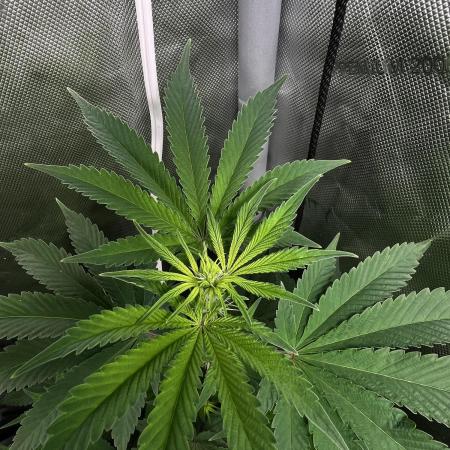 Salty Pickle F1 - Romulan Genetics