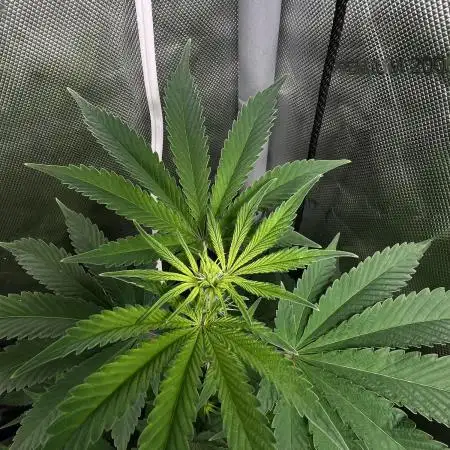 Salty Pickle F1 - Romulan Genetics