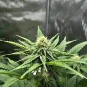 Sour Lime Haze - Dirty Bird Genetics