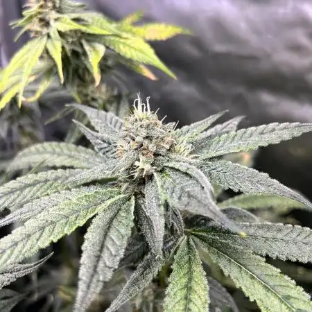 Salty Pickle F1 - Romulan Genetics