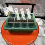 Sour Lime Haze - Dirty Bird Genetics