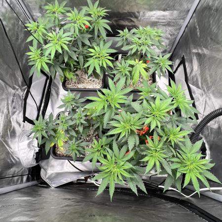 Sour Lime Haze - Dirty Bird Genetics