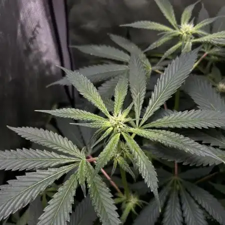 Salty Pickle F1 - Romulan Genetics