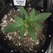 Fall 2026 Grow