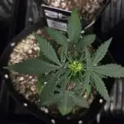 Fall 2026 Grow