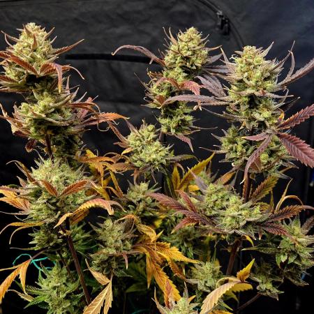 Fall 2025 Grow