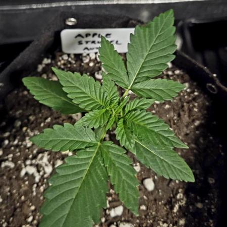 Fall 2025 Grow