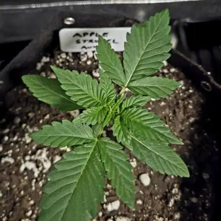 Fall 2025 Grow