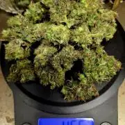 Fall 2025 Grow