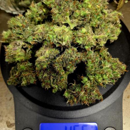 Fall 2025 Grow