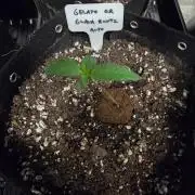 Fall 2026 Grow