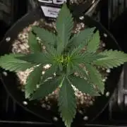 Fall 2026 Grow