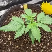 2026 - FB Lemon AK Auto Organic