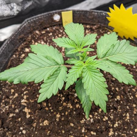 2026 - FB Lemon AK Auto Organic
