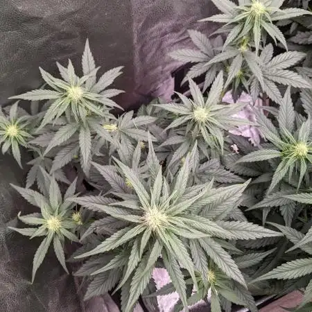 2025 - FB Banana Purple Punch Organic