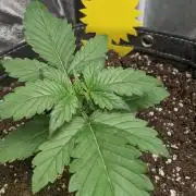 2025 FB - LSD 25; Organic Biotabs