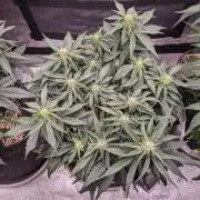 2026 - FB Lemon AK Auto Organic