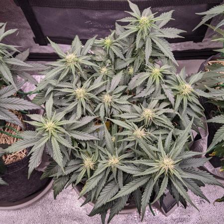 2026 - FB Lemon AK Auto Organic