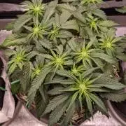 2026 - FB Lemon AK Auto Organic