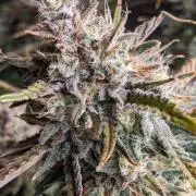 2025 FB - Guava; Organic Biotabs