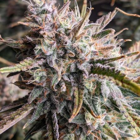 2025 FB - Guava; Organic Biotabs