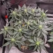 2026 - FB Strawberry Gorilla Organic