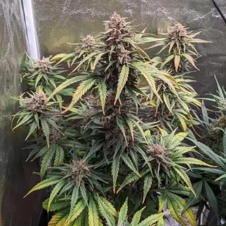 2025 - FB Banana Purple Punch Organic