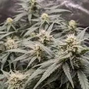 2026 - FB Lemon AK Auto Organic