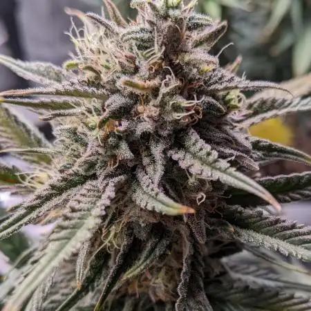 2025 FB - Guava; Organic Biotabs