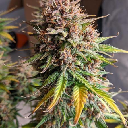 2025 FB - LSD 25; Organic Biotabs