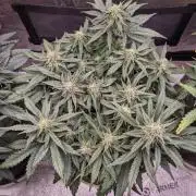 2026 - FB Lemon AK Auto Organic