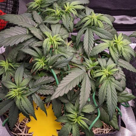 2026 - FB Strawberry Gorilla Organic