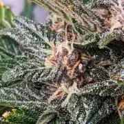 2025 FB - LSD 25; Organic Biotabs