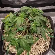 2026 - FB Lemon AK Auto Organic