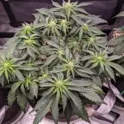 2026 - FB Lemon AK Auto Organic