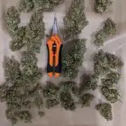 2026 - FB Lemon AK Auto Organic