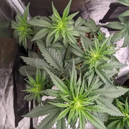 2025 - FB Banana Purple Punch Organic