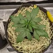 2026 - FB Lemon AK Auto Organic