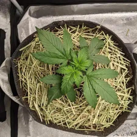 2026 - FB Strawberry Gorilla Organic