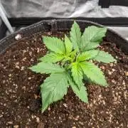 2026 - FB Strawberry Gorilla Organic